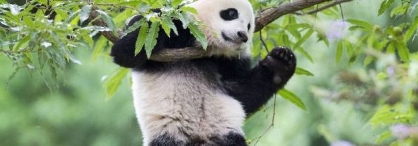 大熊猫的介绍和特点