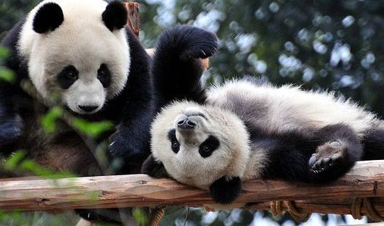 大熊猫的介绍和特点