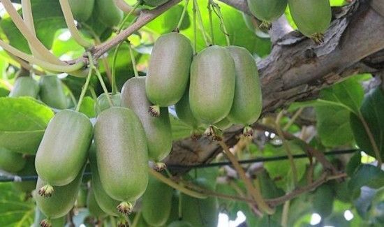 软枣子怎么处理才能吃