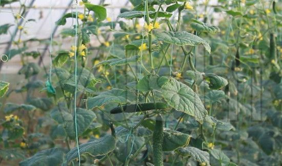 大鹏黄瓜放风技巧