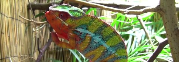 变色龙为什么会变色