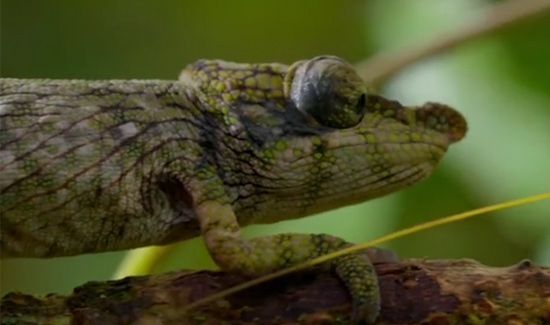 变色龙为什么会变色