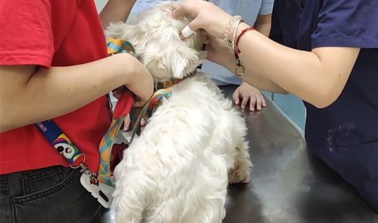 狗为什么不能吃巧克力