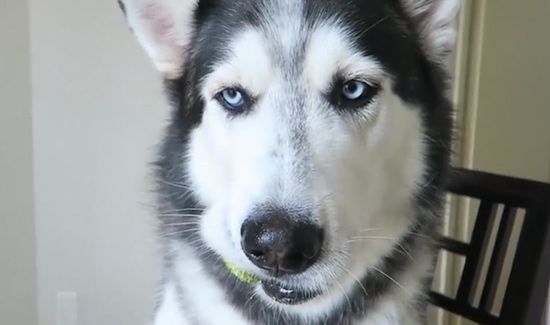 狗为什么不能吃巧克力