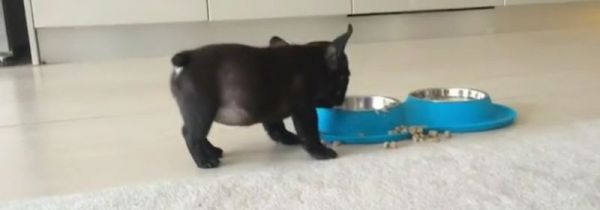 狗为什么不能吃巧克力