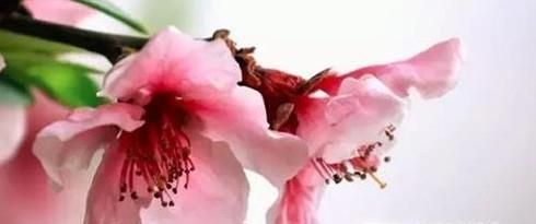 犯桃花是什么意思