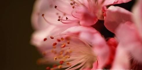 犯桃花是什么意思