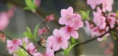 犯桃花是什么意思