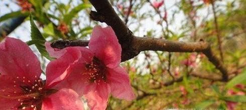 犯桃花是什么意思