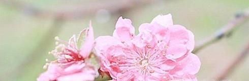 犯桃花是什么意思