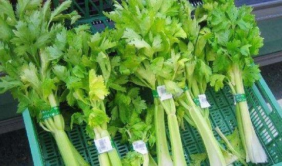 香芹叶子可以吃吗