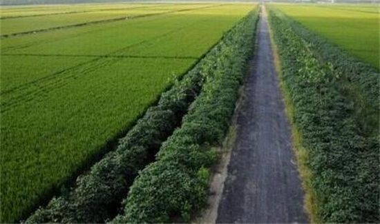 谷雨是几月几号