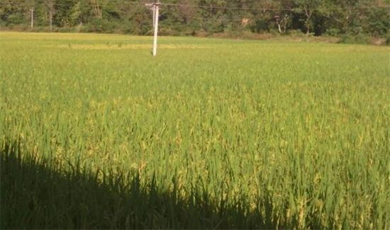 谷雨是几月几号
