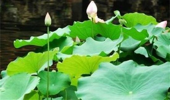 谷雨是什么节气