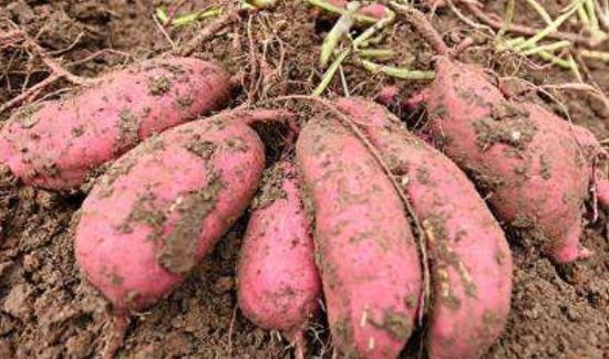 香蕉和什么一起吃会拉肚子