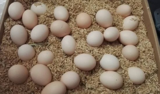 鸡蛋和豆浆能一起吃吗