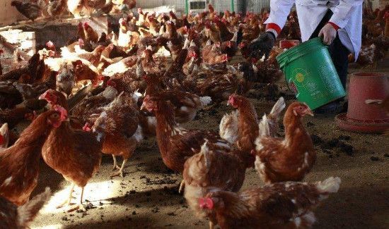 一天中最佳喂鸡时间