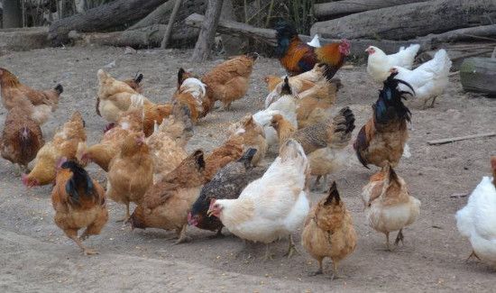 一天中最佳喂鸡时间