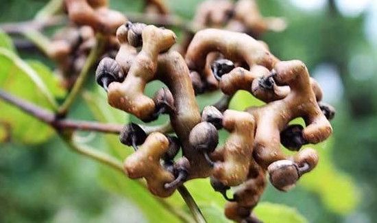 鸡爪梨泡酒的步骤