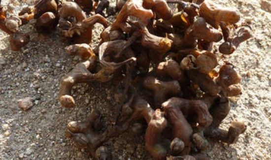 鸡爪梨泡酒的步骤