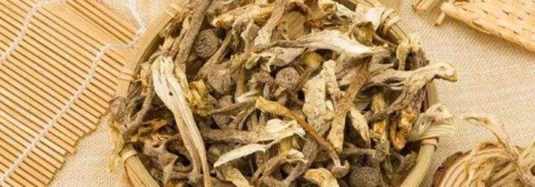 鹿茸菌食用禁忌