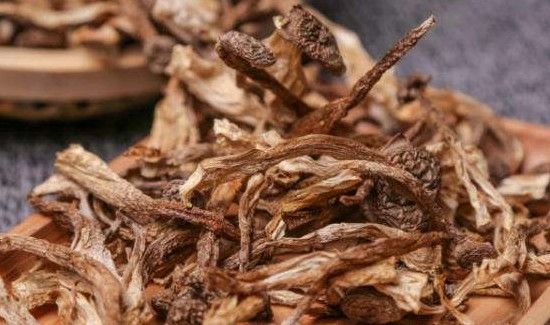 鹿茸菌食用禁忌