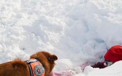 怎样快速挖出被雪崩埋了的人