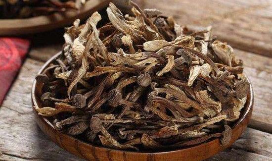 鹿茸菌食用禁忌