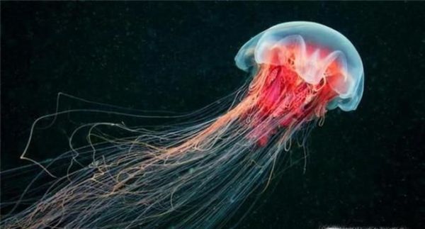 盘点世界上最毒的4种水母