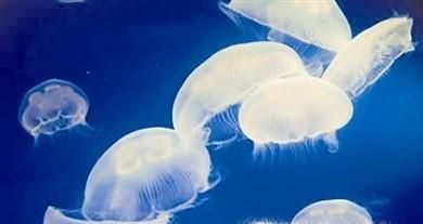 盘点世界上最毒的4种水母