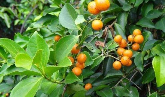 中国八大剧毒植物