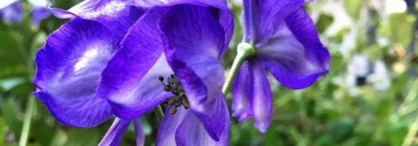 中国八大剧毒植物