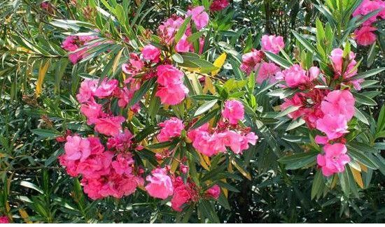 中国八大剧毒植物