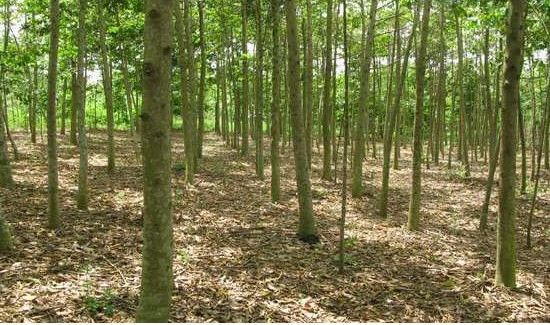 中国八大剧毒植物