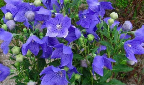 中国八大剧毒植物