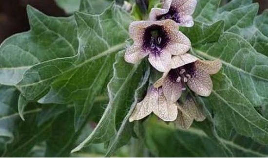 中国八大剧毒植物