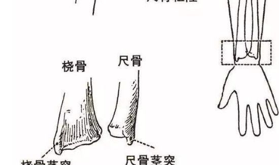 尺骨和桡骨的正确位置