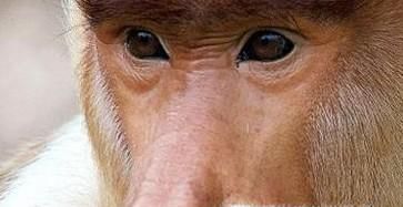 盘点世界上最丑的4种动物