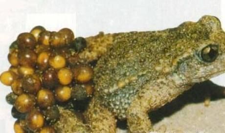 盘点世界上最丑的4种动物