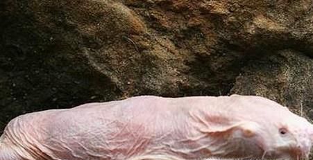 盘点世界上最丑的4种动物