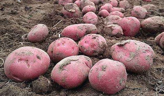 为什么红皮土豆便宜