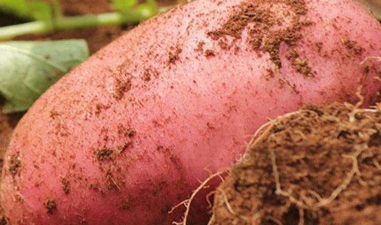 为什么红皮土豆便宜