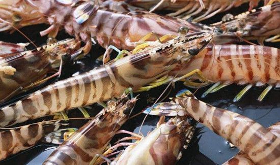 九节虾为什么那么贵