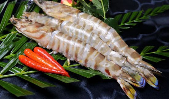 九节虾为什么那么贵