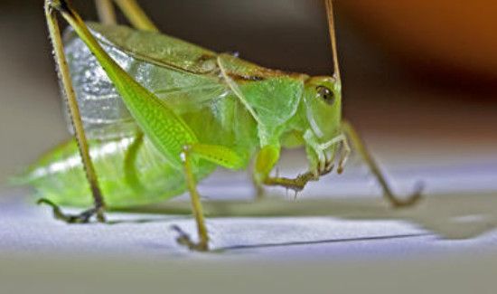 扎嘴和蝈蝈的区别