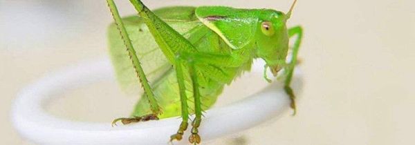 扎嘴和蝈蝈的区别