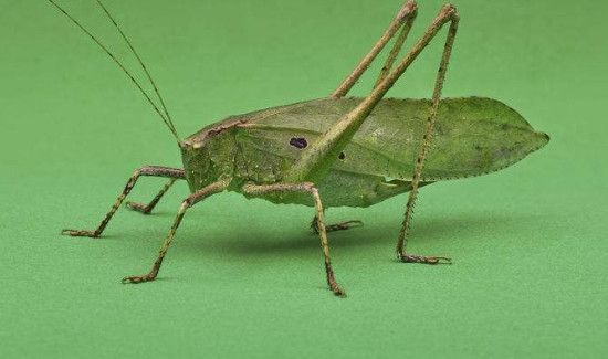 扎嘴和蝈蝈的区别