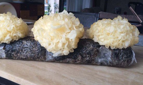 新鲜银耳煮了还有毒吗