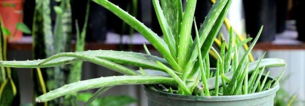 室内装修后放什么植物