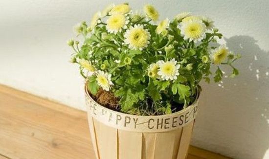 室内装修后放什么植物